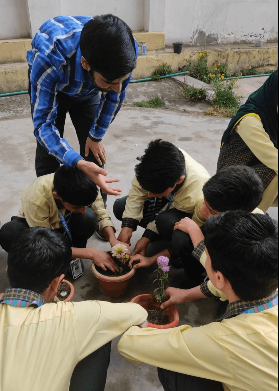 School garden and grounds